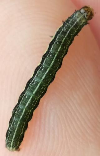 Réf. 317 466 : Orthosia gracilis